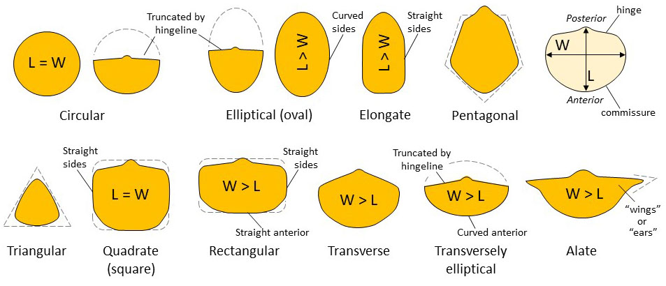 Common terms used for describing brachiopod valve profiles. Top row shows valves separately and bottom row shows valves as they fit together in life.
